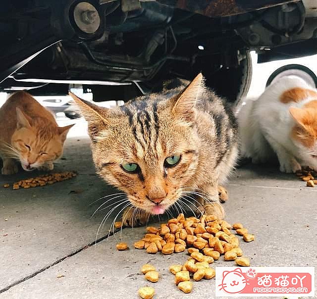 ���ʡǮ����5��è�䡷ԭ����ͼ7