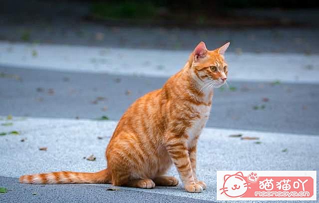 ���ʡǮ����5��è�䡷ԭ����ͼ3