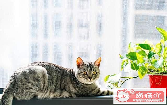 ���ʡǮ����5��è�䡷ԭ����ͼ2