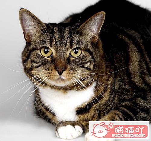 �����ּȱ����ֺ�����èè��ԭ����ͼ1