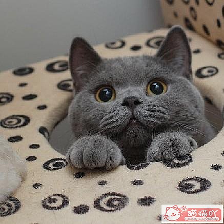 �����ּȱ����ֺ�����èè��ԭ����ͼ3