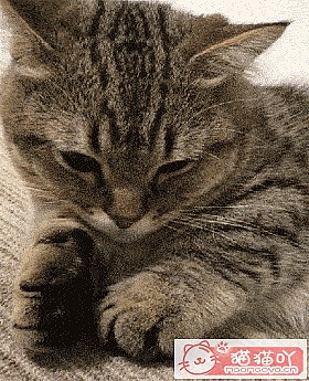 �����ּȱ����ֺ�����èè��ԭ����ͼ2