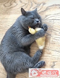 �����ּȱ����ֺ�����èè��ԭ����ͼ4