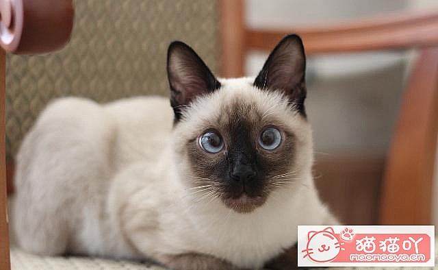 �����ּȱ����ֺ�����èè��ԭ����ͼ6