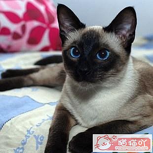 �����ּȱ����ֺ�����èè��ԭ����ͼ8