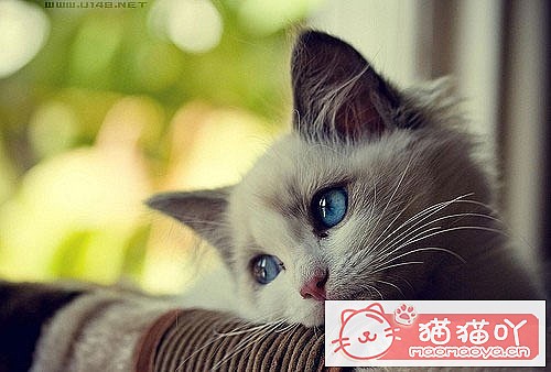 ���ɰ�����ͼƬè����ܰ��Ƭ��ԭ����ͼ1