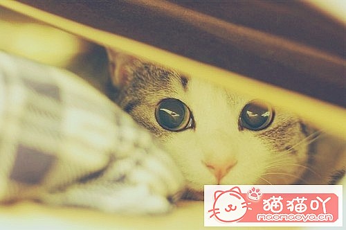 ���ɰ�����ͼƬè����ܰ��Ƭ��ԭ����ͼ2