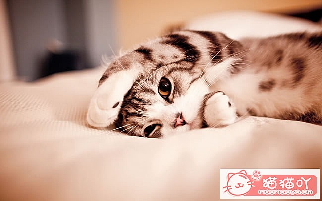 ���ɰ���Ц��è��ͼƬ��ԭ����ͼ2