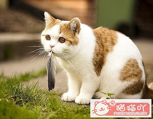 ���ɰ���Ц��è��ͼƬ��ԭ����ͼ1